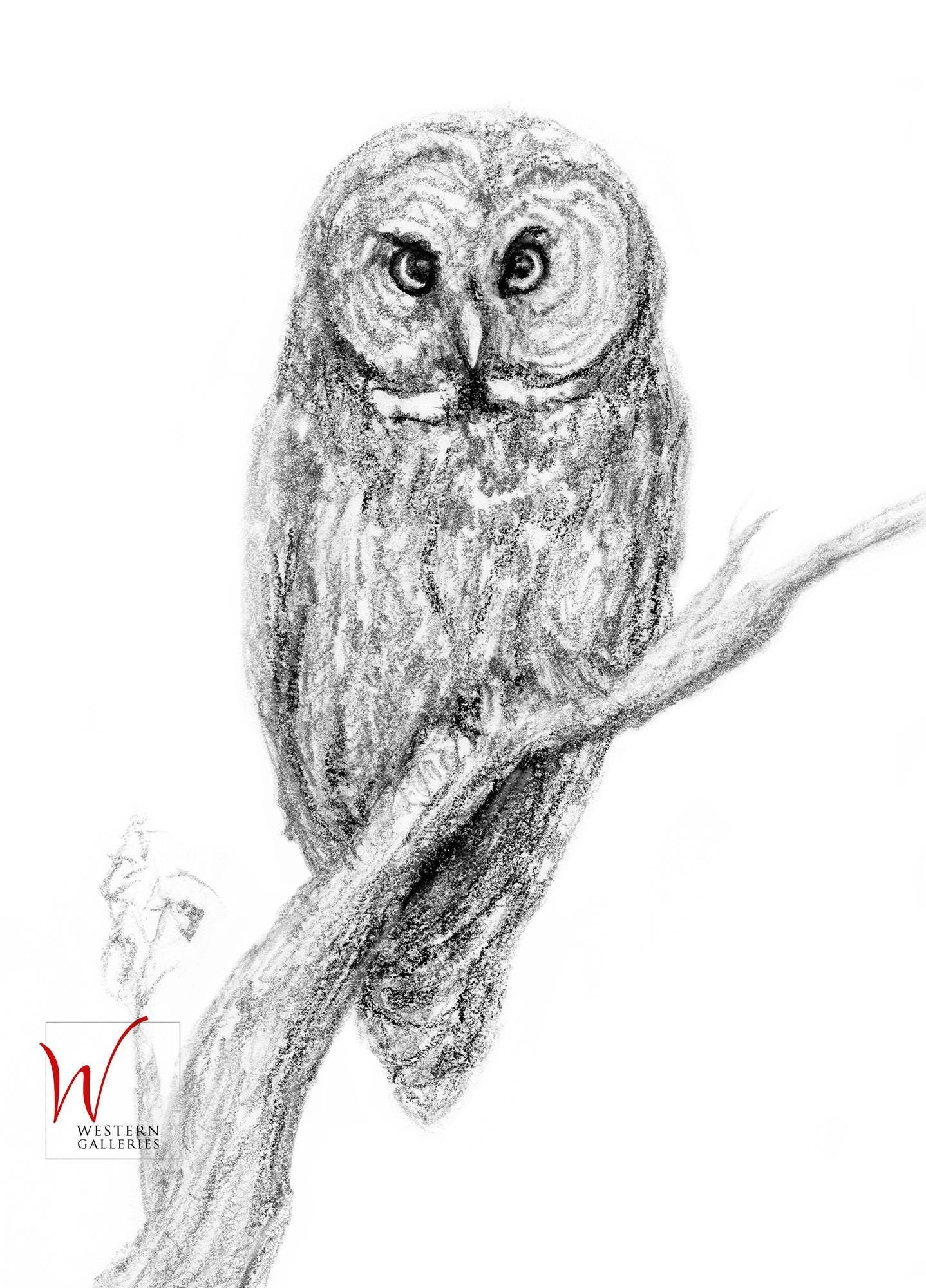 Great Grey Owl Print, Signed Charcoal Graphite Drawing, Wildlife Art - Etsy