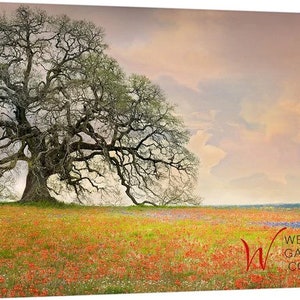 Op de afbeelding: Een grote, knoestige eik staat in een veld vol wilde bloemen. De lucht is zacht roze en oranje, met wolken die over de horizon verspreid zijn. De boom is gesilhouetteerd tegen de lucht, en de wilde bloemen bloeien volop.