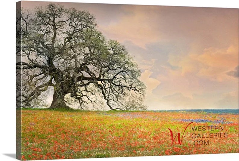 Op de afbeelding: Een grote, knoestige eik staat in een veld vol wilde bloemen. De lucht is zacht roze en oranje, met wolken die over de horizon verspreid zijn. De boom is gesilhouetteerd tegen de lucht, en de wilde bloemen bloeien volop.