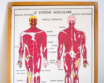 Anatomy - Human body - Sciences - Vintage - Large stunning French School Poster - double-sided - The muscular system - The nervous system