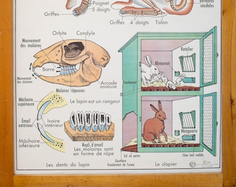 Vintage - Anatomy - Large stunning French School Poster - double-sided - 1960 - Rabbit / Insectivores