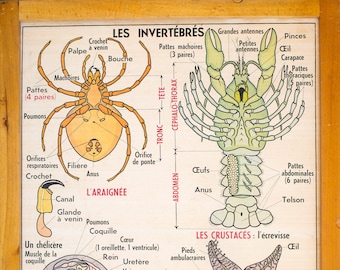 Insects / Invertebrates - Vintage - Anatomy - Large stunning French School Poster - double-sided - 1950/1960