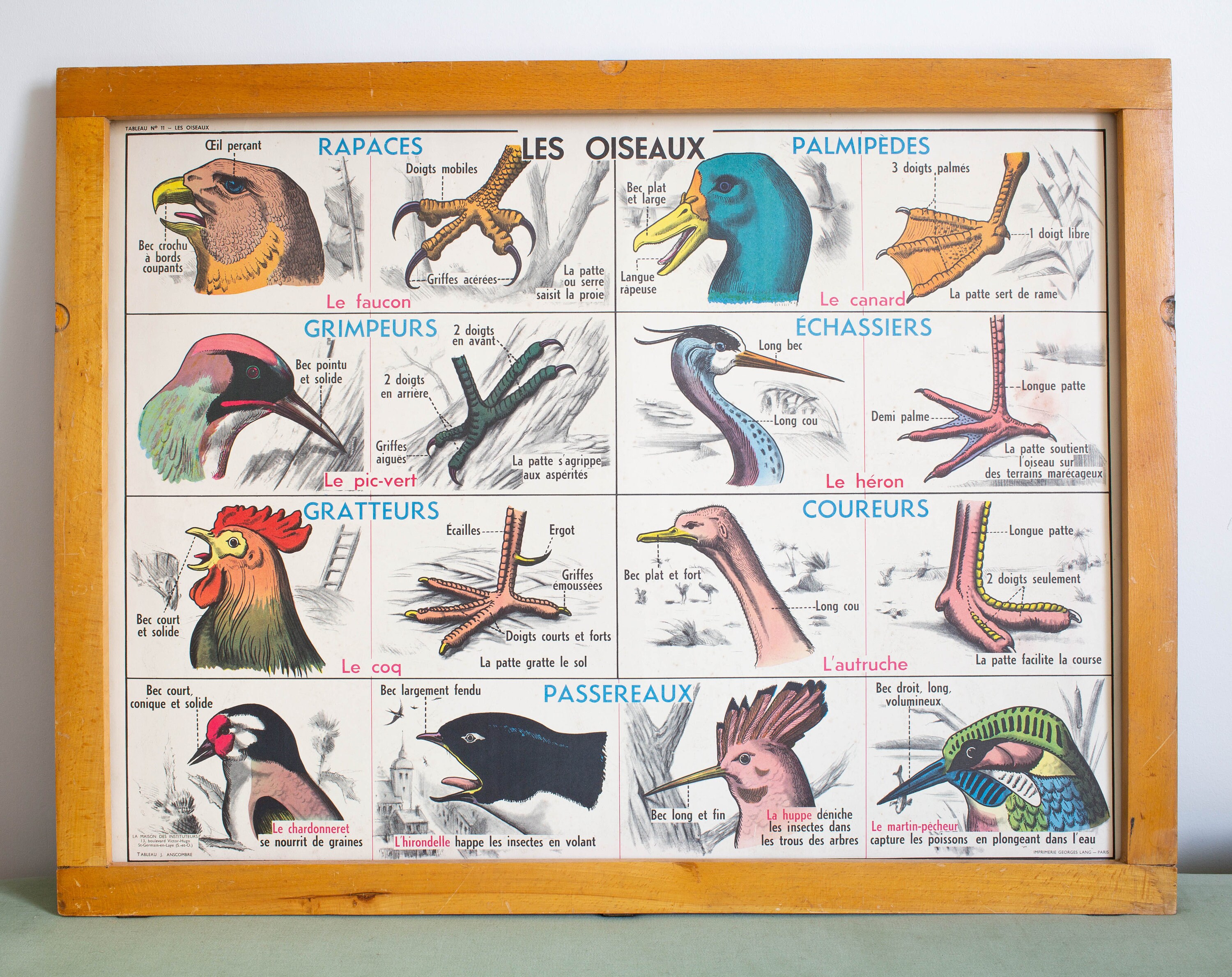 Vintage - Affiche Scolaire Double Face d'école Française Des Années 1950/1960 Les Oiseaux Batraciens