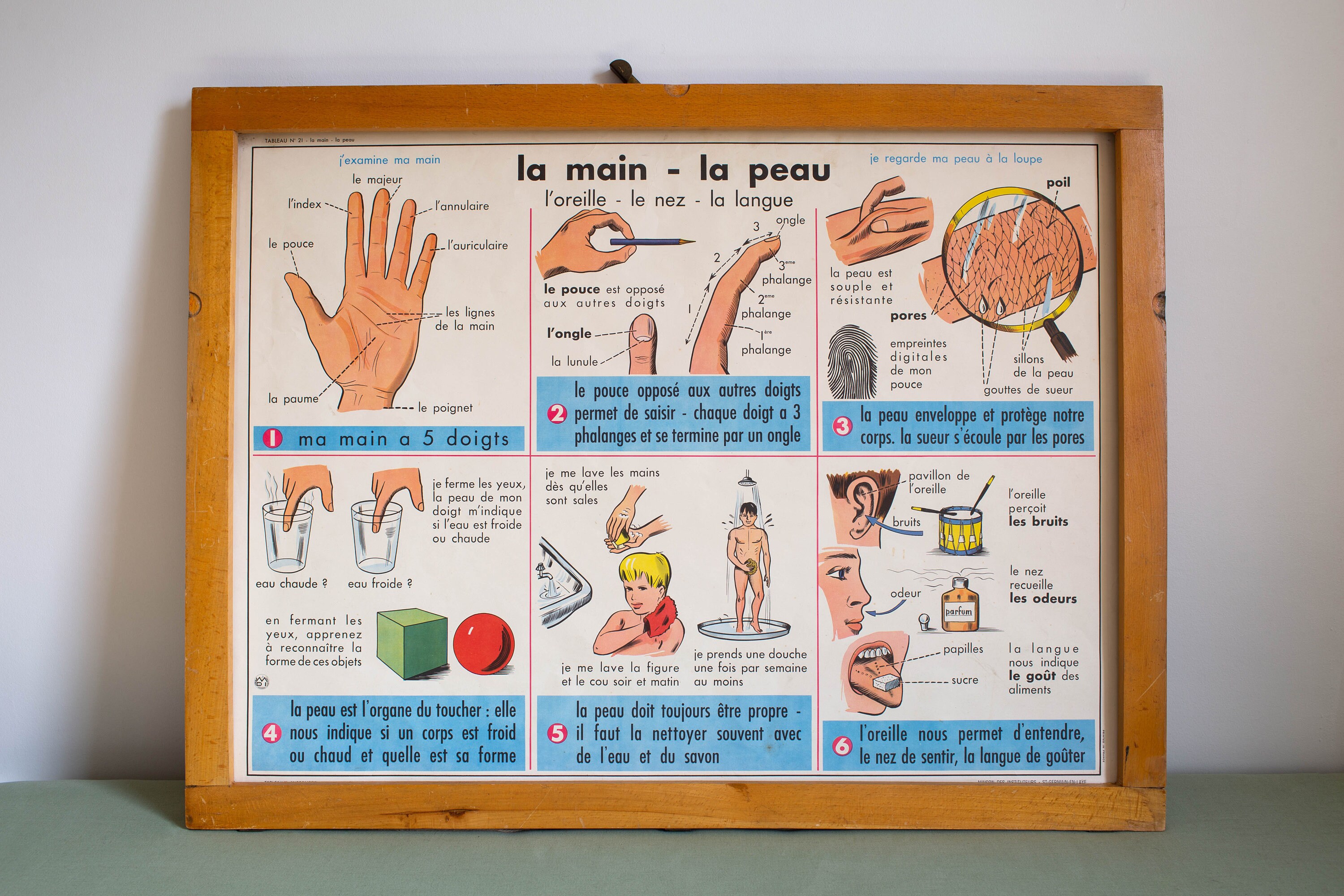 Vintage - Affiche Scolaire Double Face d'école Française Des Années 1950/1960 La Main Peau Les Fils 