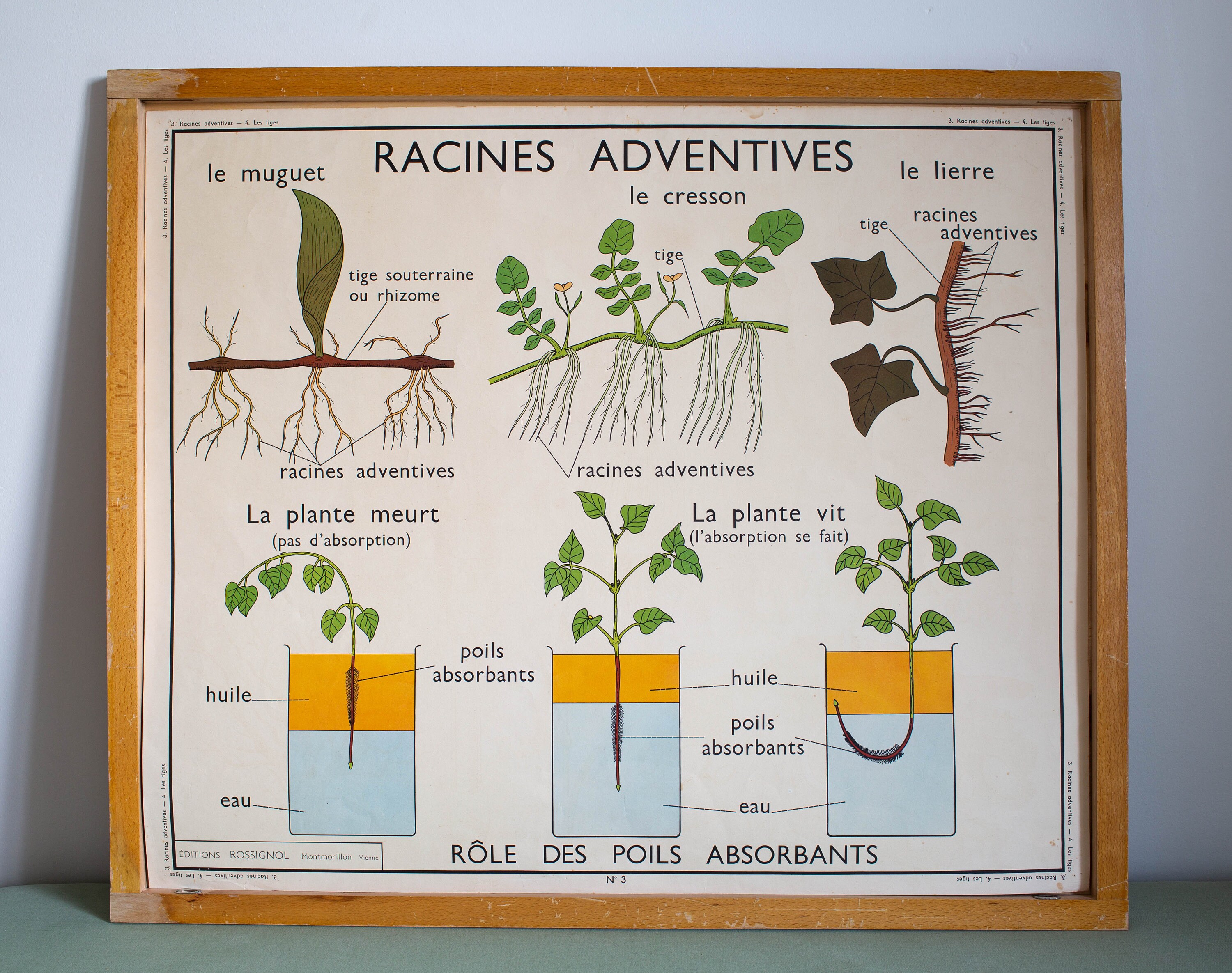 Botanique - Vintage Affiche Scolaire Double Face Rossignol Des Années 60. Racines Adventives Les Tig