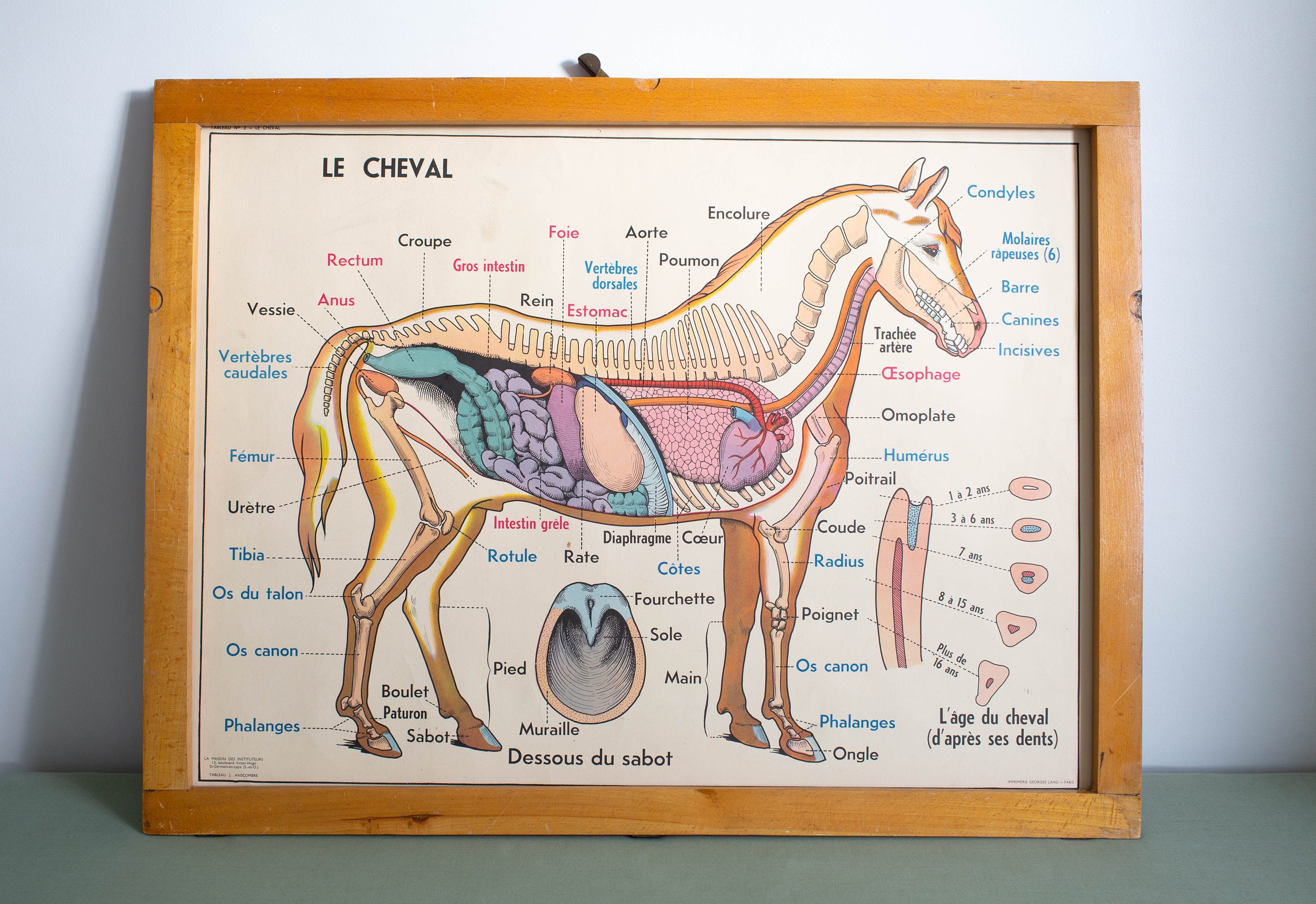 Vintage - Affiche Scolaire Double Face d'école Française Des Années 1950/1960 Le Cheval La Vache à L