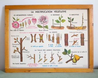Botanical - Vintage - Large stunning French School Poster - double-sided  - The Flower, Fertilization - Vegetative Multiplication