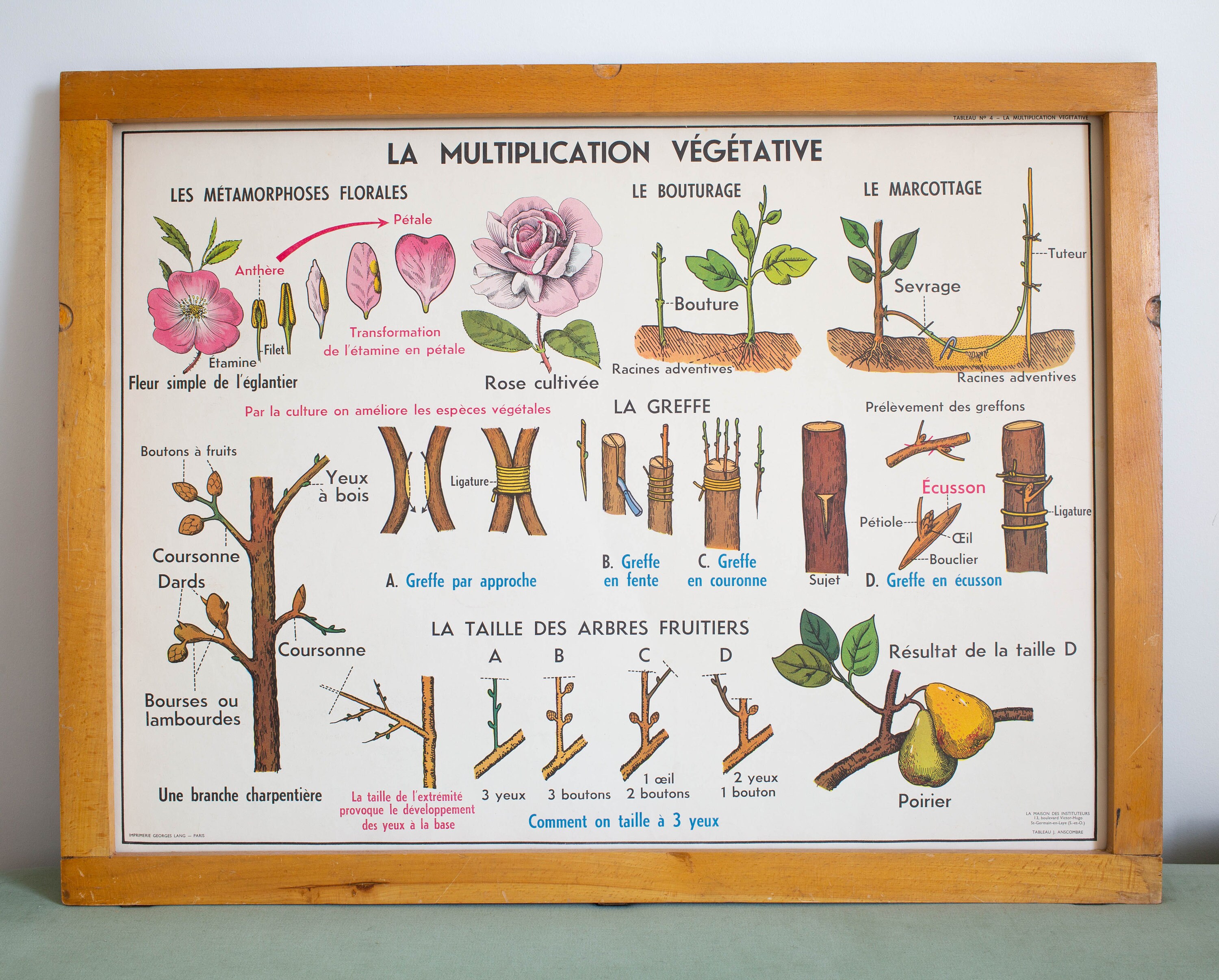 Botanique - Vintage Affiche Scolaire Double Face Des Années 50. La Fleur, La Fécondation Multiplicat