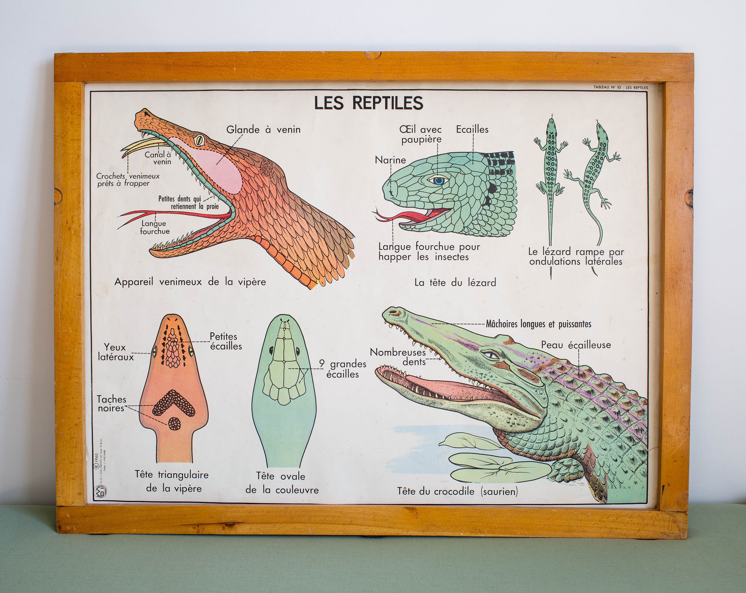 Les Reptiles/La Poule - Vintage Affiche Scolaire Double Face d'école Française Des Années 1950 1960