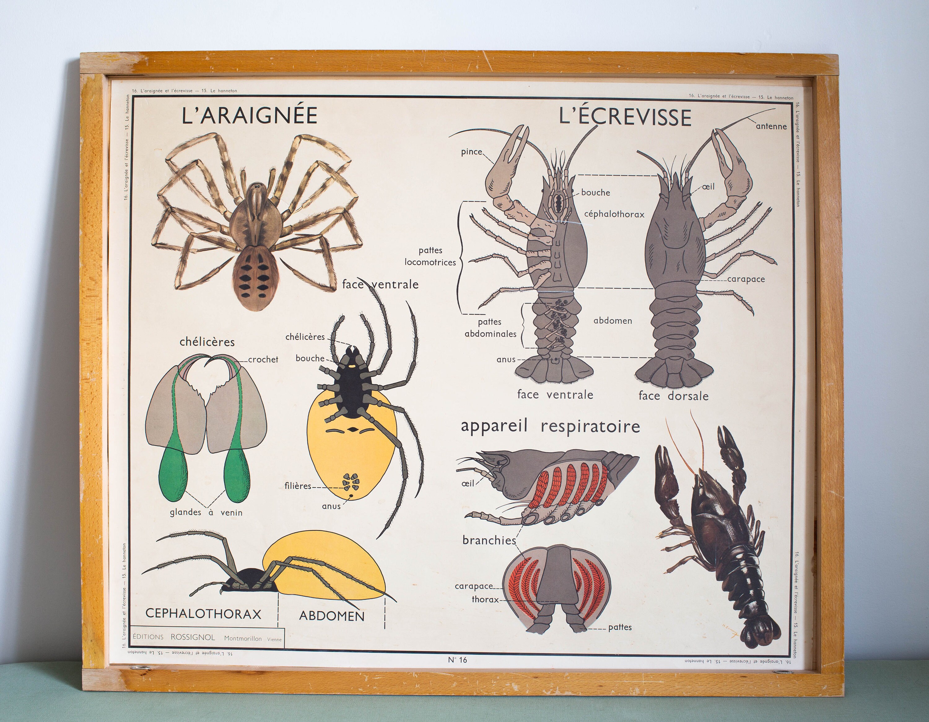 Anatomie - Animaux Vintage Affiche Scolaire Double Face d'école Française 1960. Le Hanneton L'araign