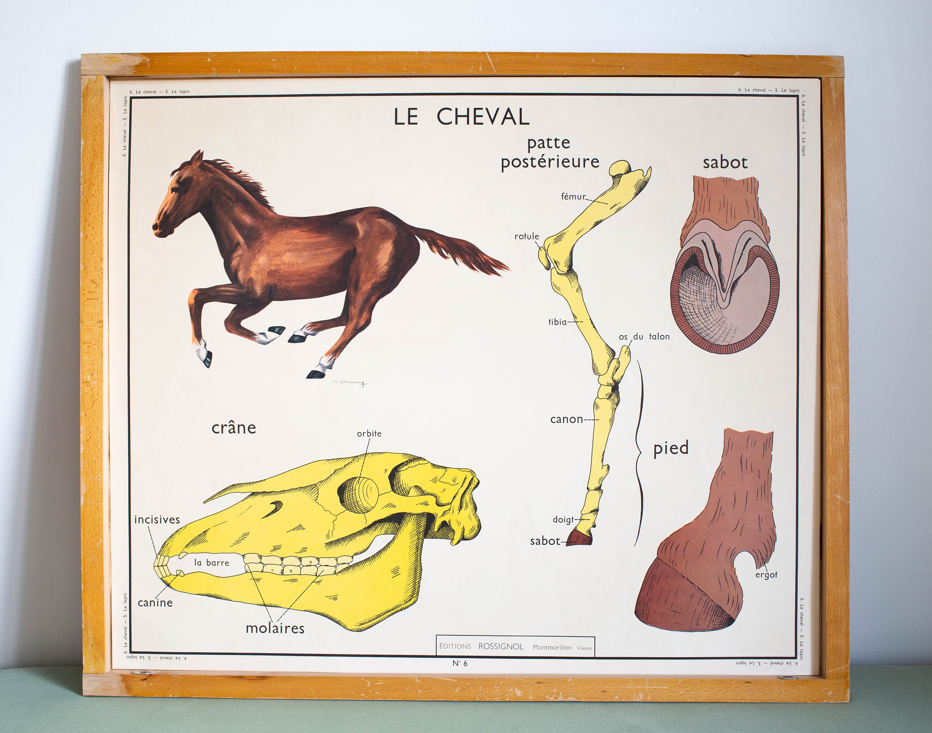 Anatomie - Animaux Vintage Affiche Scolaire Double Face d'école Française 1960. Le Lapin Cheval