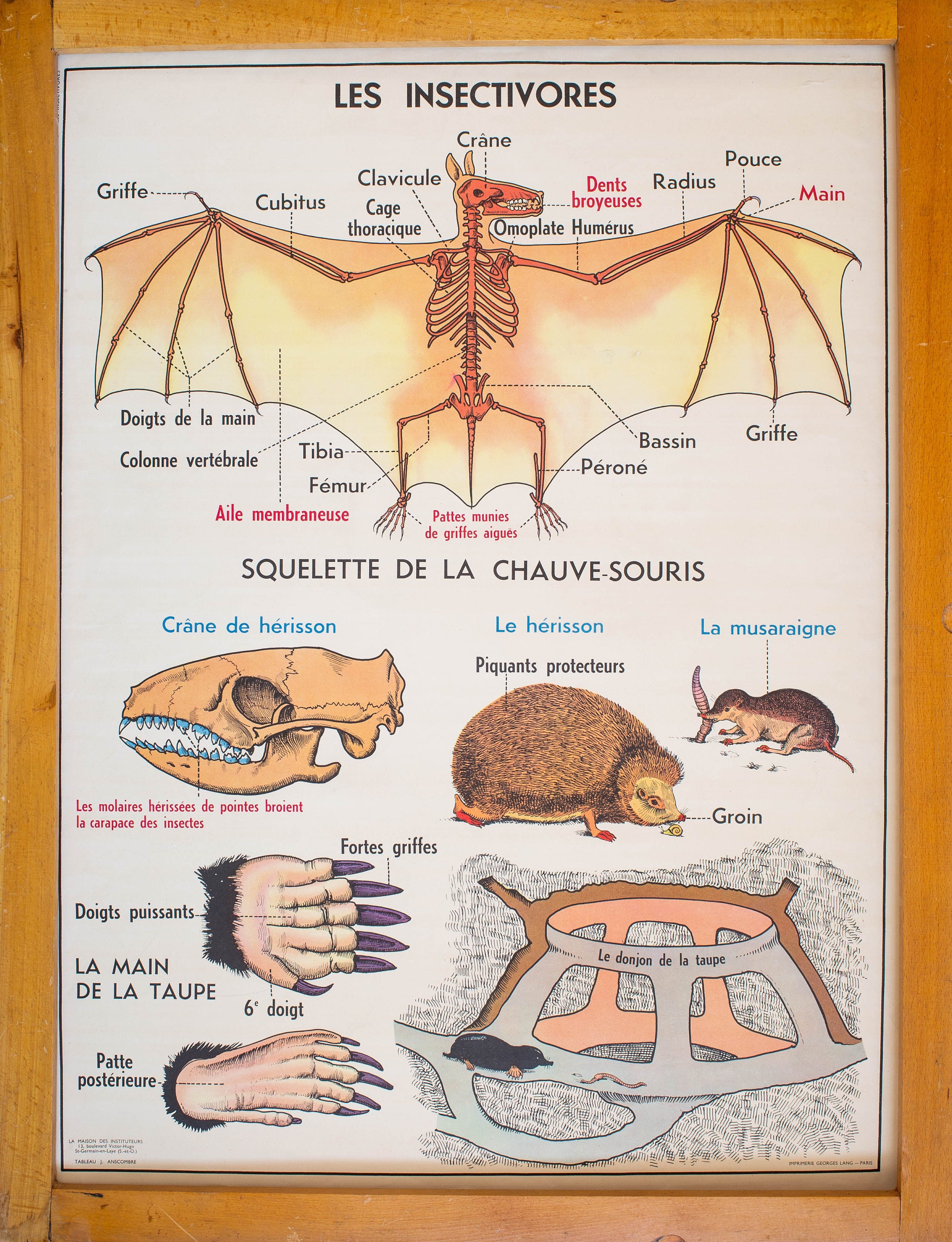 Anatomie - Affiche Scolaire Française Vintage Original 1960 Le Lapin/Les Insectivores Double Face