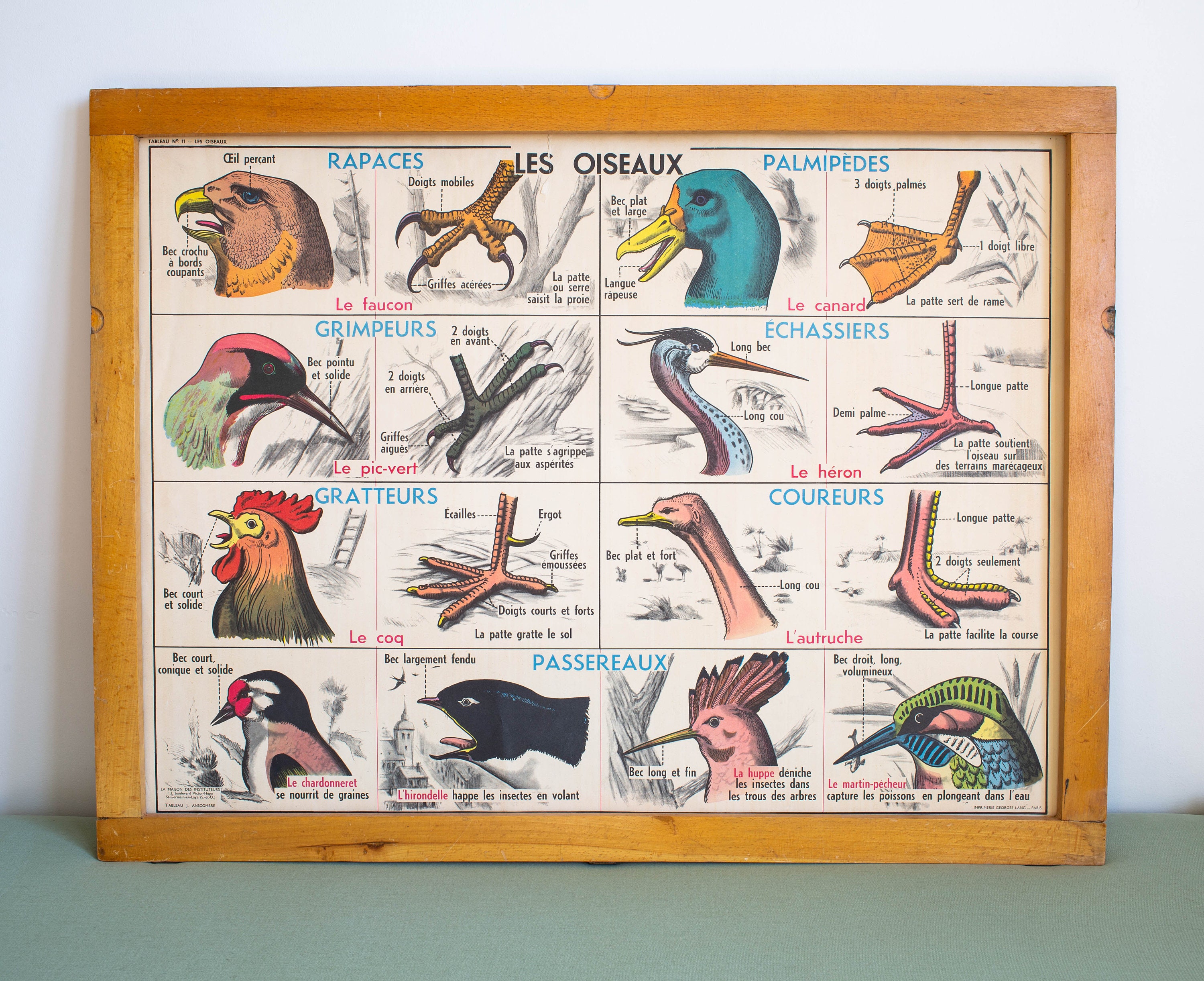 Les Oiseaux - Les Batraciens Vintage Affiche Scolaire Double Face d'école Française Des Années 1950/
