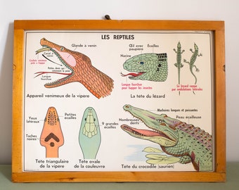 Vintage - Anatomy - Large stunning French School Poster - double-sided - 1950/1960 - Reptiles - Chicken