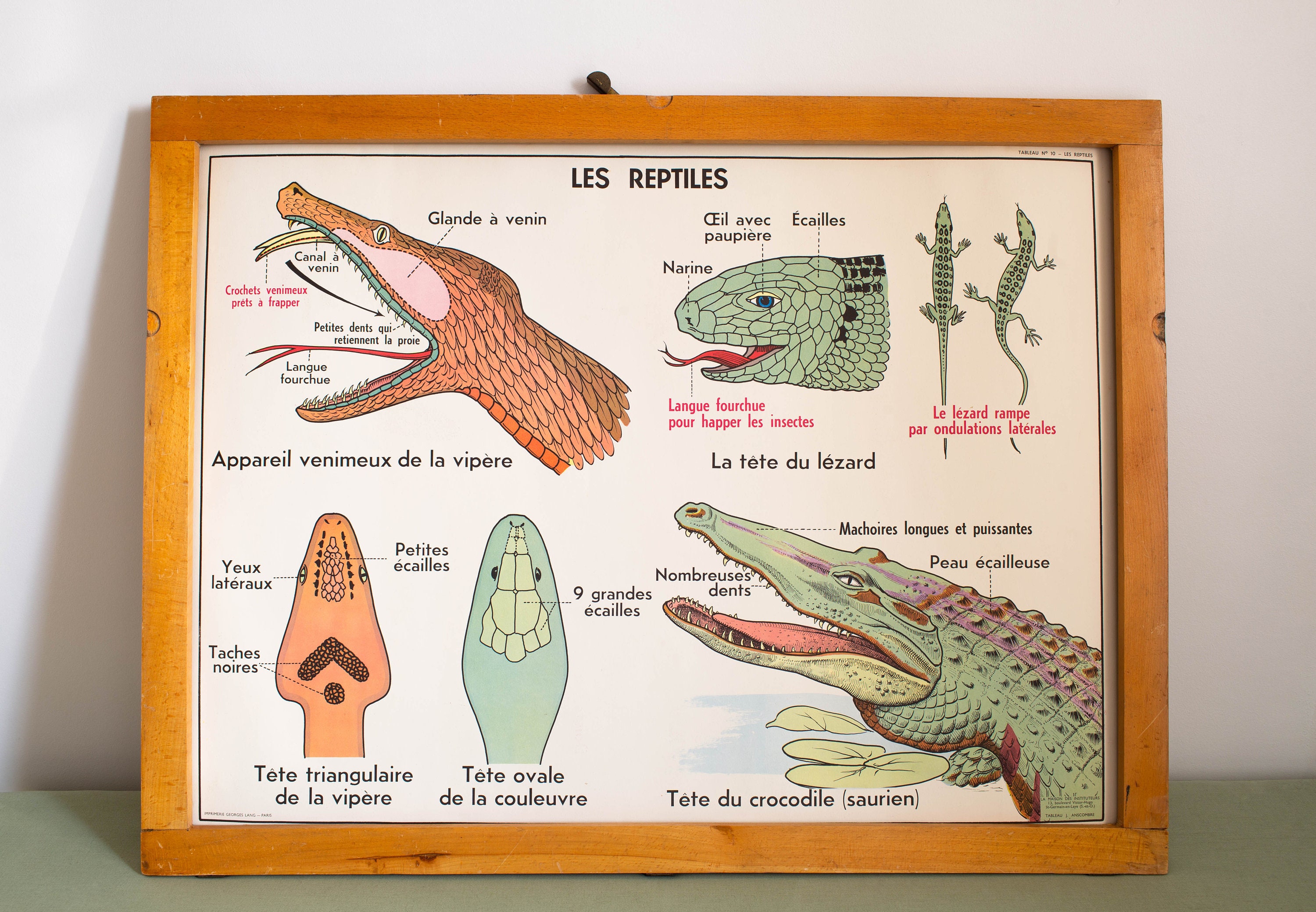Vintage - Affiche Scolaire Double Face d'école Française Des Années 1950/1960 Les Reptiles La Poule
