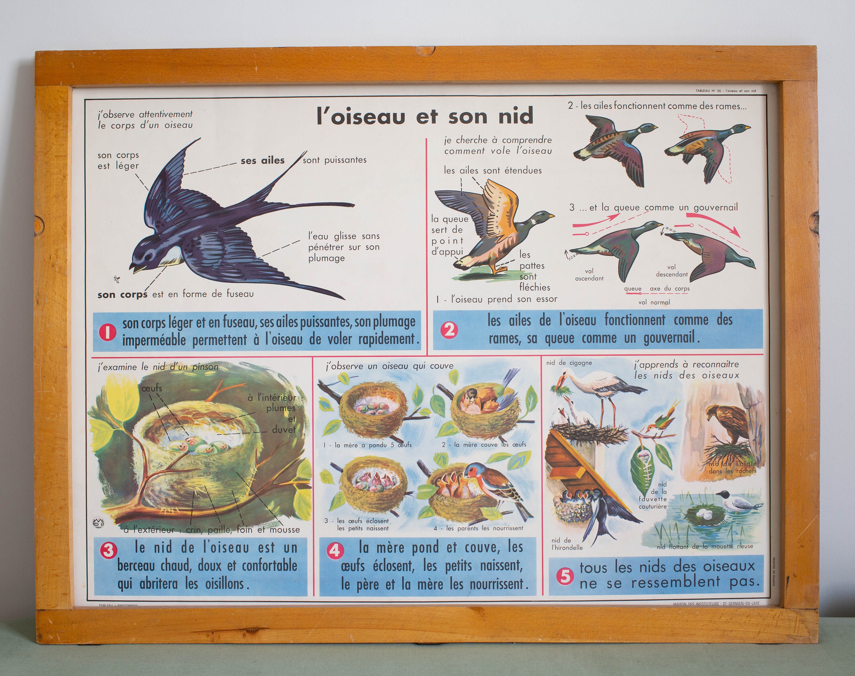 Vintage - Affiche Scolaire Double Face d'école Française Des Années 1950/1960 La Primevère L'oiseau 