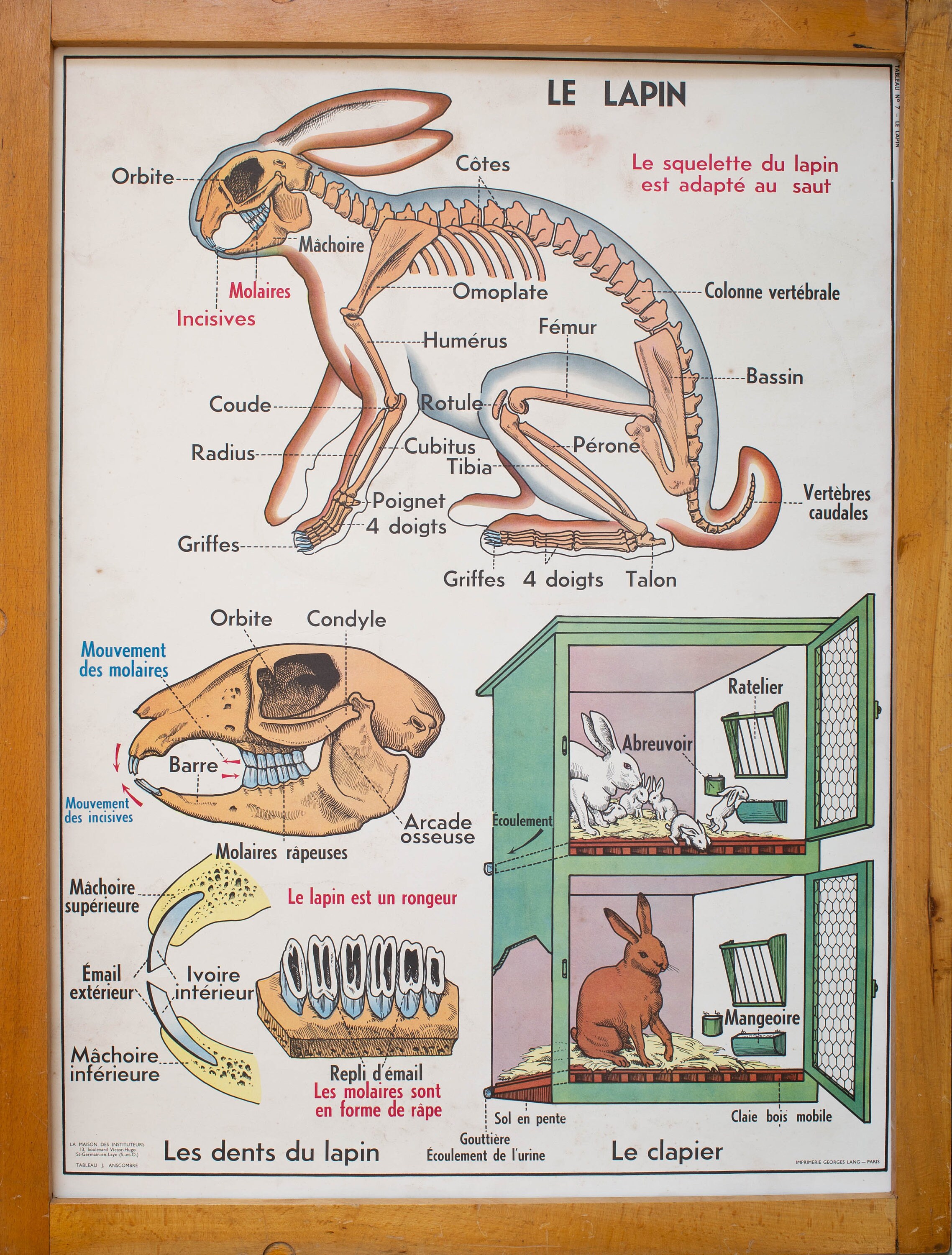Le Lapin/Les Insectivores - Vintage Affiche Scolaire Double Face d'école Française Des Années 1950 1