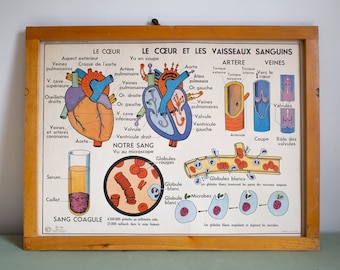 Anatomy - Human body - Sciences - Vintage - Large stunning French School Poster - double-sided - Heart and Blood Vessels - Absorption