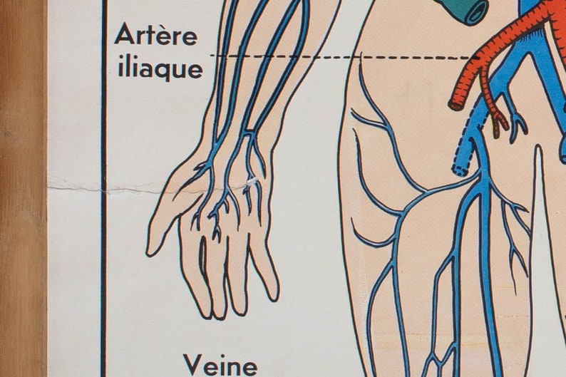 Anatomie Corps humain Vintage Affiche scolaire double | Etsy