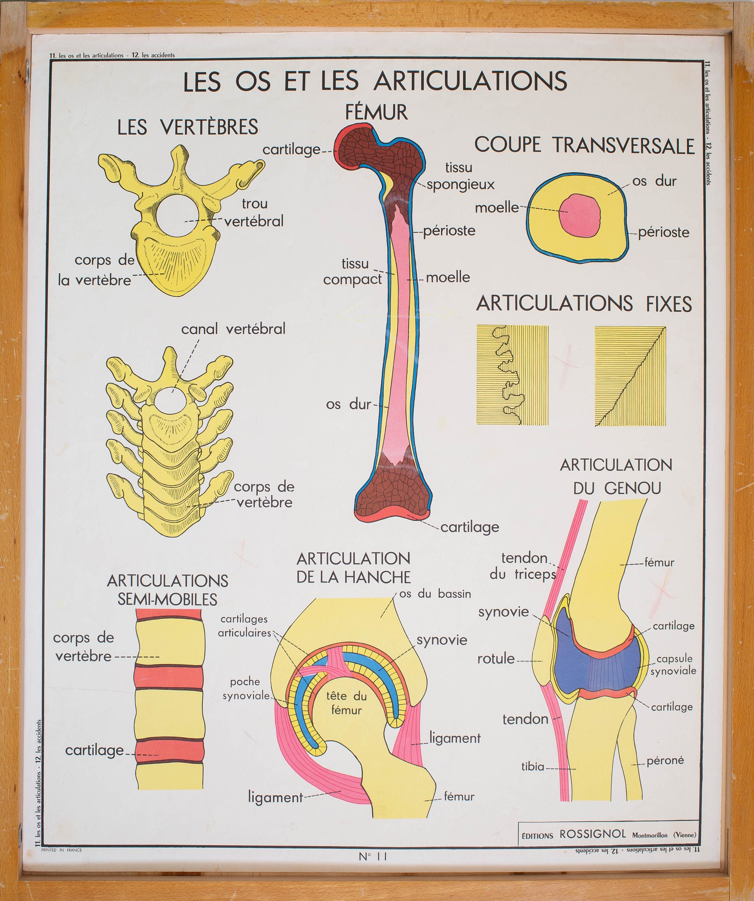 Anatomie - Corps Humain Vintage Affiche Scolaire Double Face d'école Française 1960. Les Os et Les A