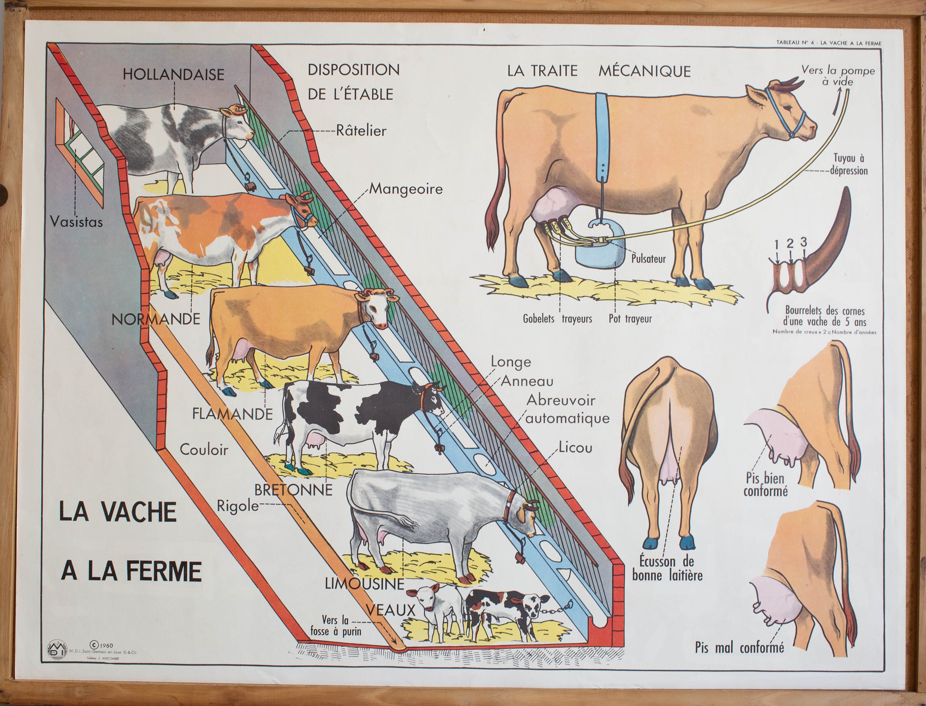 Vintage - Affiche Scolaire Double Face d'école Française Des Années 1950/1960 Le Cheval La Vache à L