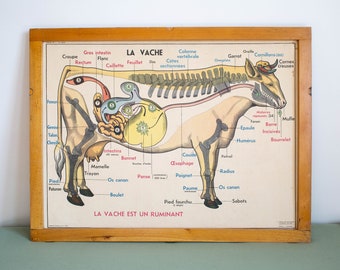 COW - The HORSE FARM - Vintage - Anatomy - Large stunning French School Poster - double-sided - 1960