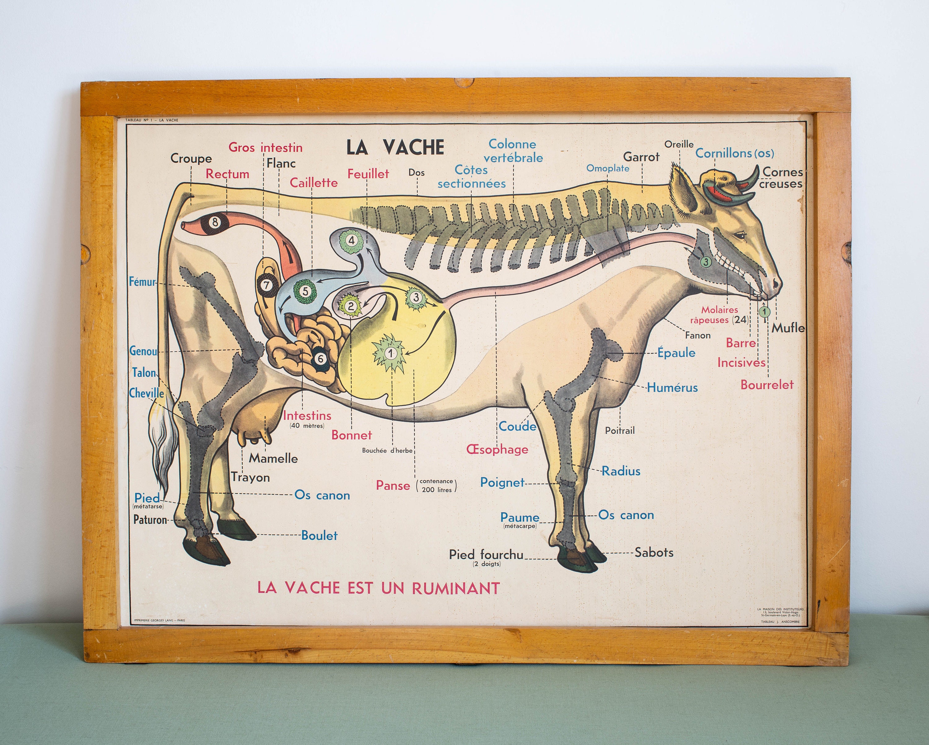 La Vache - Le Cheval à La Ferme Vintage Affiche Scolaire Double Face d'école Française 1960