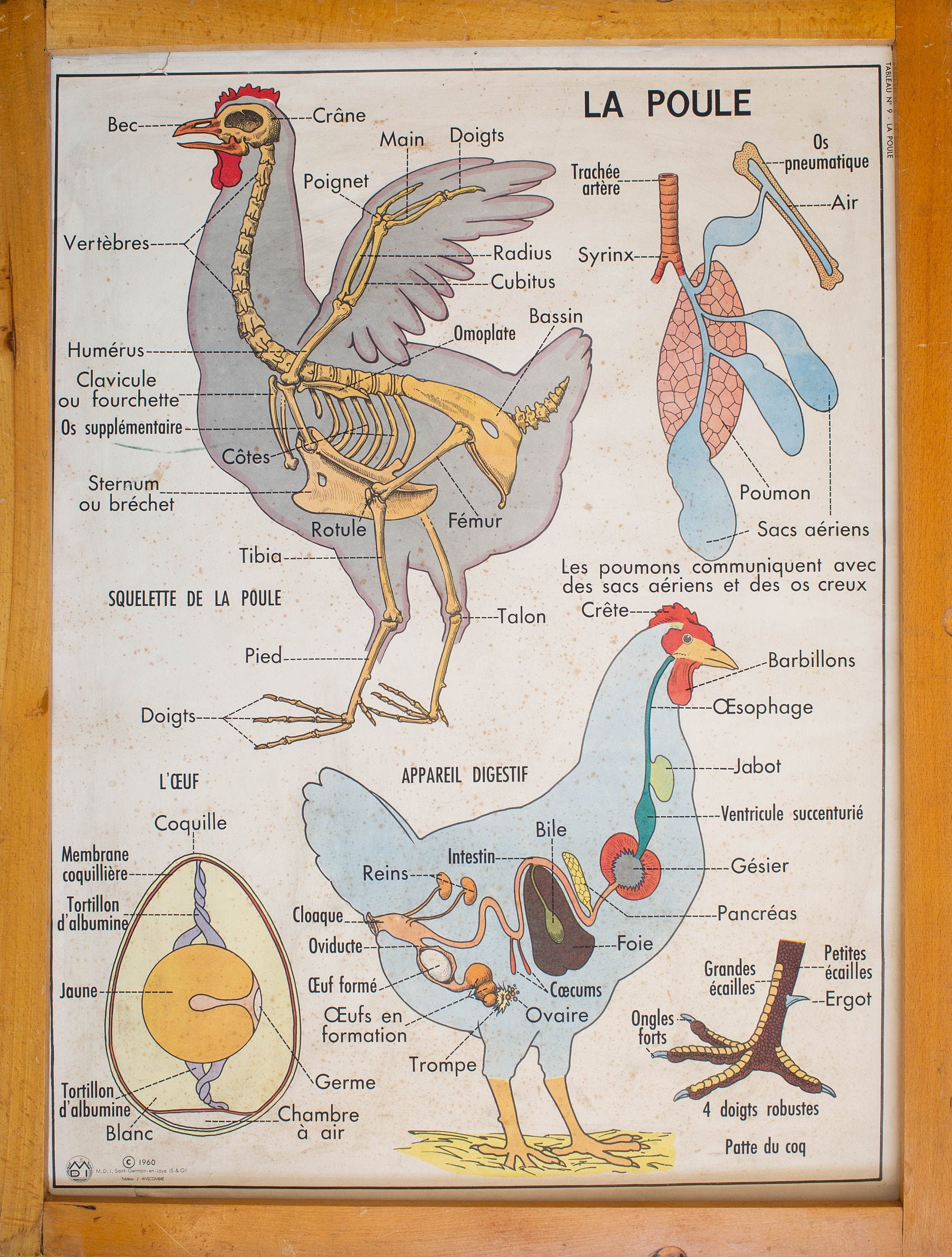 Les Reptiles/La Poule - Vintage Affiche Scolaire Double Face d'école Française Des Années 1950 1960