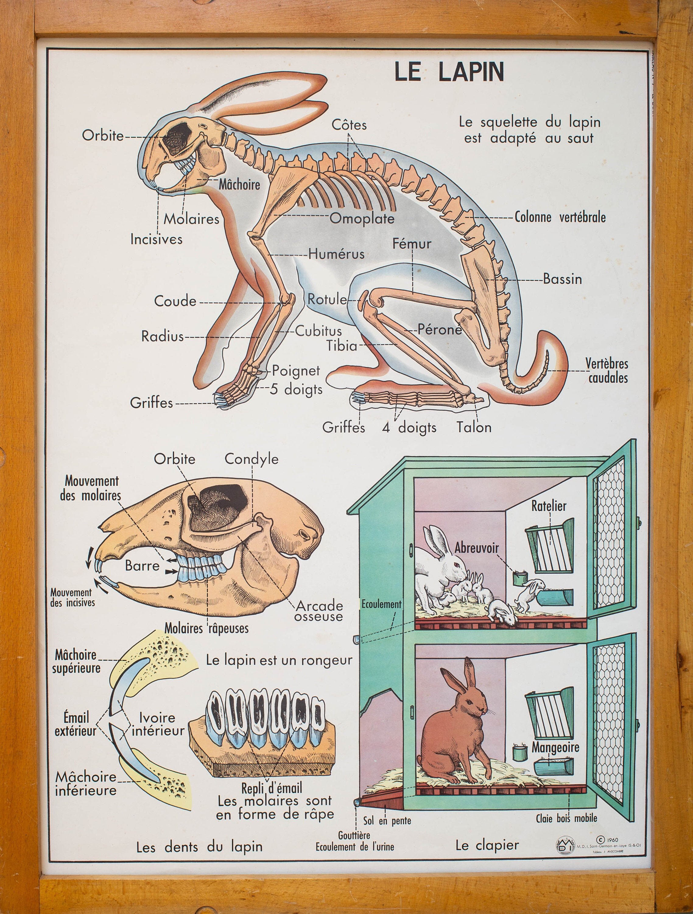 Anatomie - Affiche Scolaire Française Vintage Original 1960 Le Lapin/Les Insectivores Double Face