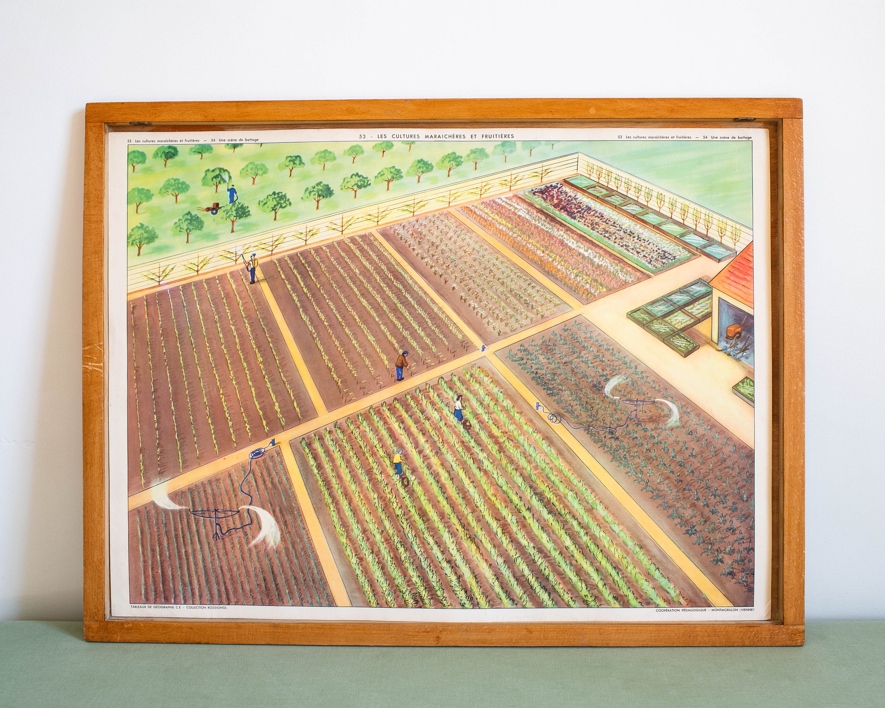 Vintage - Affiche Scolaire Rossignol Double Face 1950's École Française Les Cultures Maraîchères et 