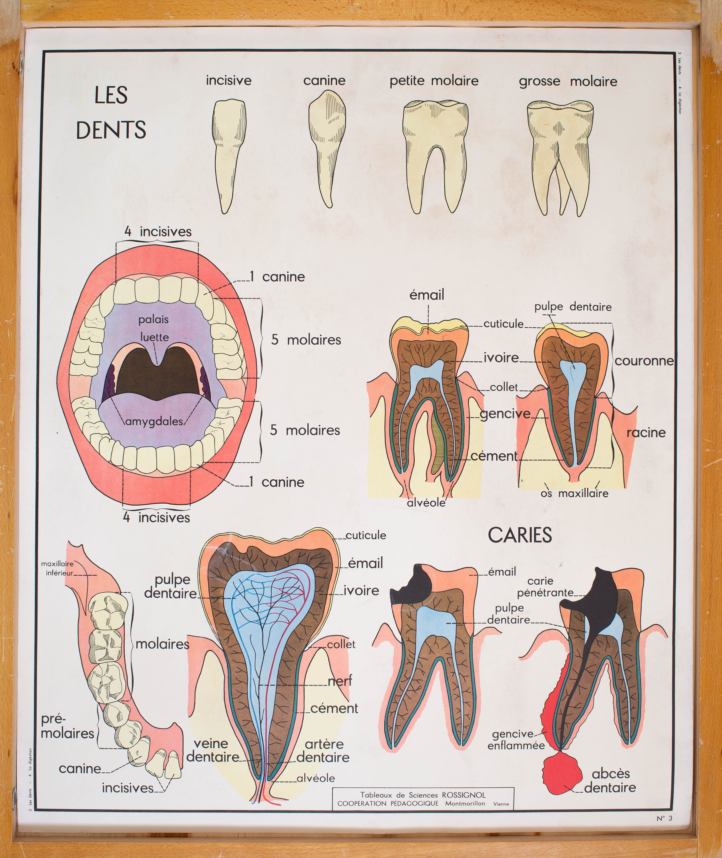 Anatomie - Corps Humain Vintage Affiche Scolaire Double Face d'école Française 1960. Les Dents La Di