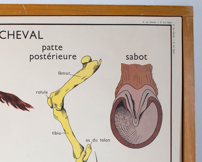 Anatomie Animaux Vintage Affiche scolaire double face | Etsy