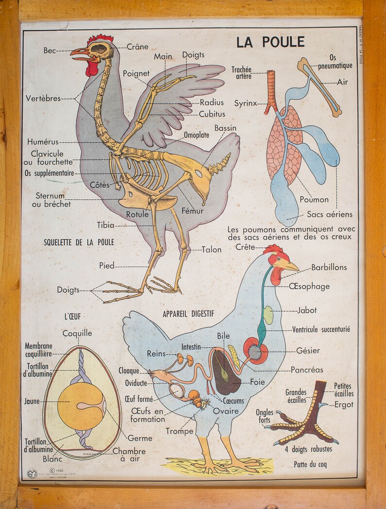 Reptiles / Chicken - Vintage - Anatomy - Large Stunning French School ...