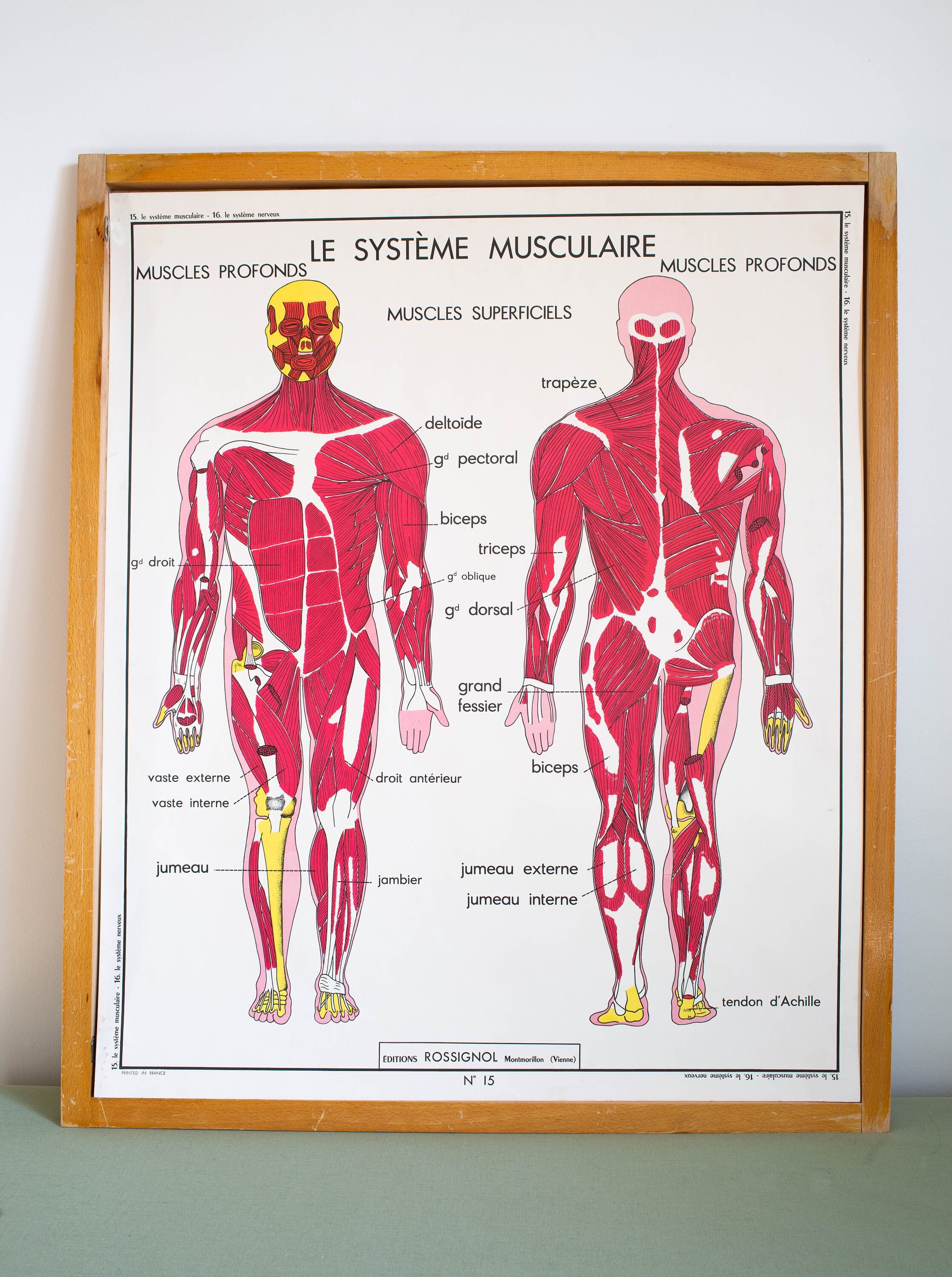 Anatomie - Corps Humain Vintage Affiche Scolaire Double Face d'école Française 1960. Le Système Musc