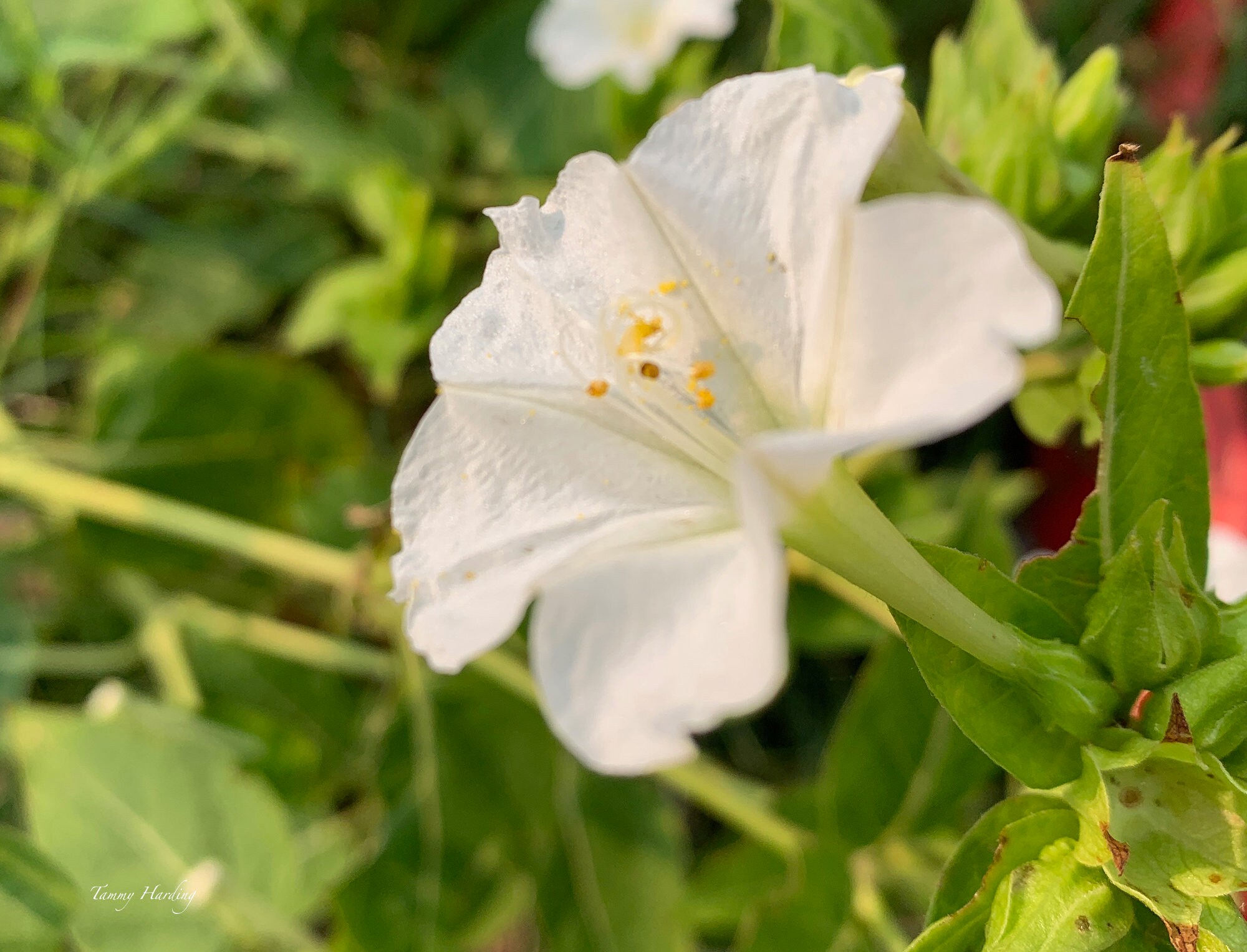 SEEDS White 4 O'clock annual flower seeds attracts Etsy