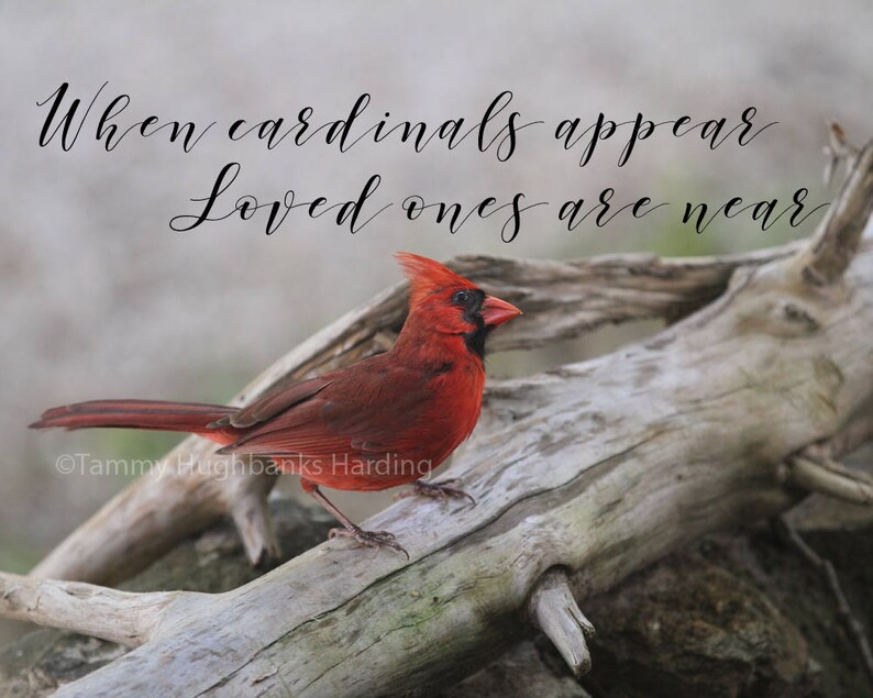 When Cardinals Appear Loved Ones Are Near Photo Wall Art Etsy