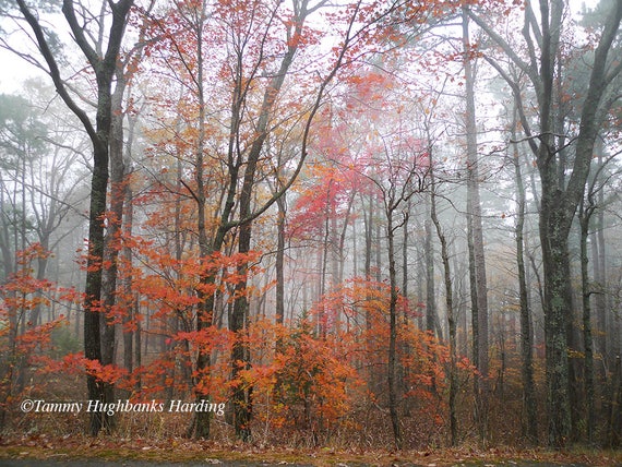 Peaceful Forest Photography Print Photo Wall Art Etsy Peaceful Forest Photography Print Photo Wall Art Etsy
