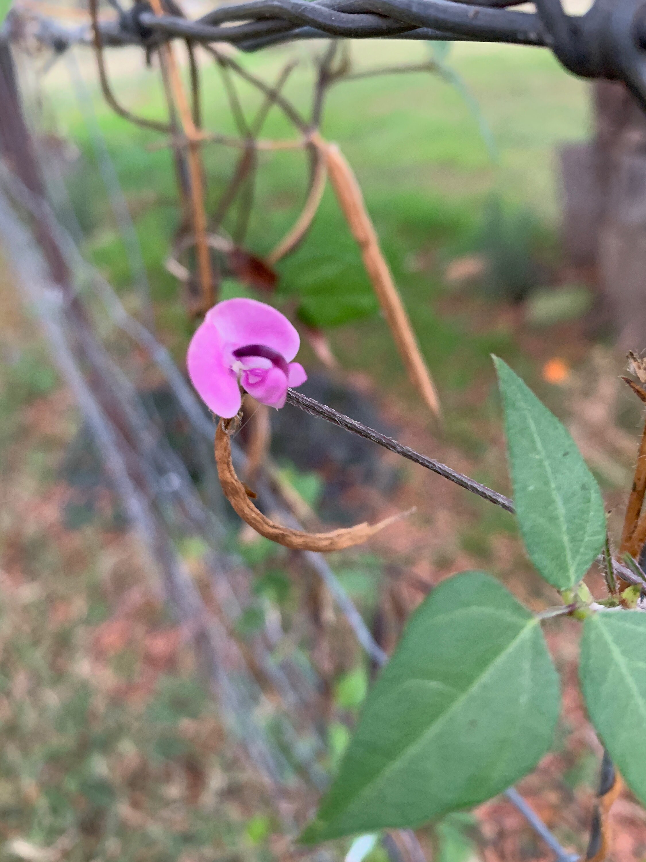 SEEDS Trailing Bean Sand Bean Native Oklahoma Wildflower Etsy Israel