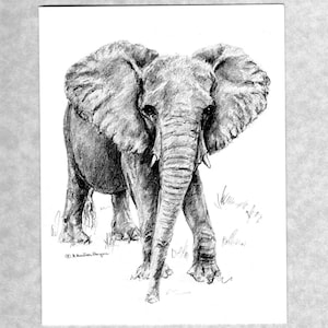 May include: A black and white pencil drawing of an elephant with large ears and a trunk. The elephant is walking towards the viewer.