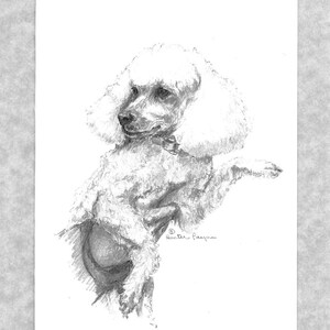 May include: A black and white pencil drawing of a white poodle sitting with its head tilted to the side. The drawing is signed "Hunter Fayman".