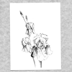 May include: A black and white pencil drawing of a bouquet of irises. The flowers are drawn in detail, with their petals and stems clearly visible.