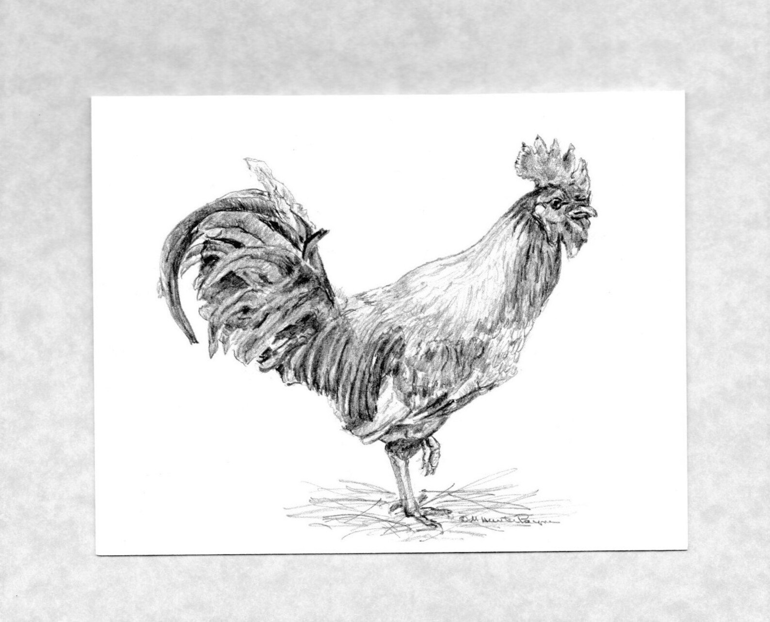 Rooster Drawing, 6 Note Cards and Envelopes, Reproduction of My ...