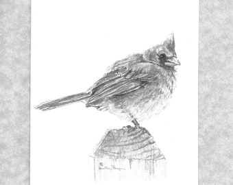 Cardinal note cards; cardinal sitting on a post; bird lover's cards; print of my original graphite art; direct from artist