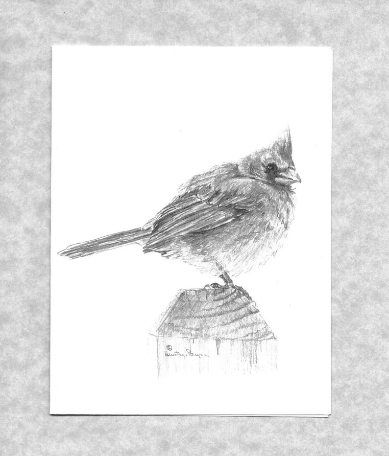 Cardinal note cards cardinal sitting on a post bird lover's cards print of my original graphite art direct from artist image 1