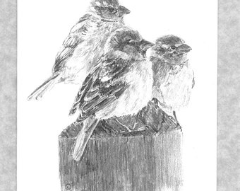 3 sparrows sitting on a post; 6 cards  plus envelopes; reprint of my original graphite drawing; direct from artist