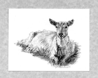 May include: A black and white pencil drawing of a goat lying down in a field of grass. The goat is looking directly at the viewer with a gentle expression.