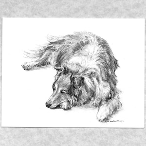 May include: A pencil drawing of a dog lying down, with its head resting on its paws. The dog has long, flowing fur in shades of gray and white. The artwork is on white paper with a light gray border.