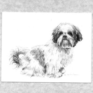 Shih Tzu puppy note cards, blank inside;  set of 6 with envelopes, direct from artist, prints of my original graphite art