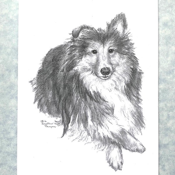 Sheltie notecards , 6, with envelopes; direct from artist; original pencil art done by me