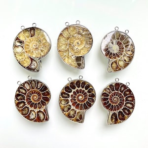 Grande ciondolo con connettore charm in ammonite naturale - Ammonite fossilizzata reale con ciondolo con conchiglia placcato argento